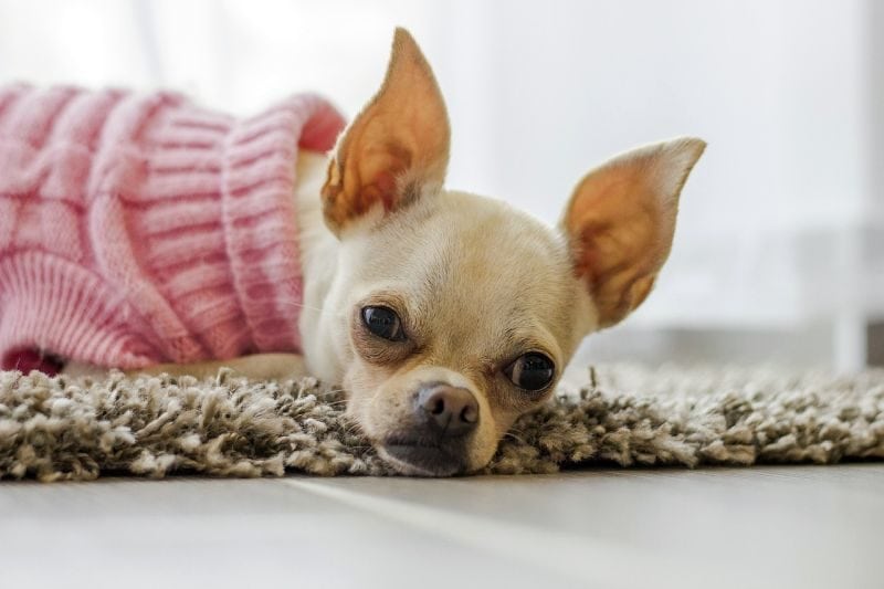 Training dog to lay on mat