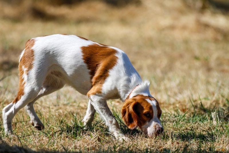 training dog for nosework