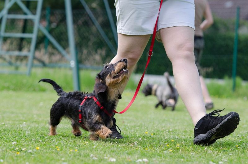 happy dogs learn best