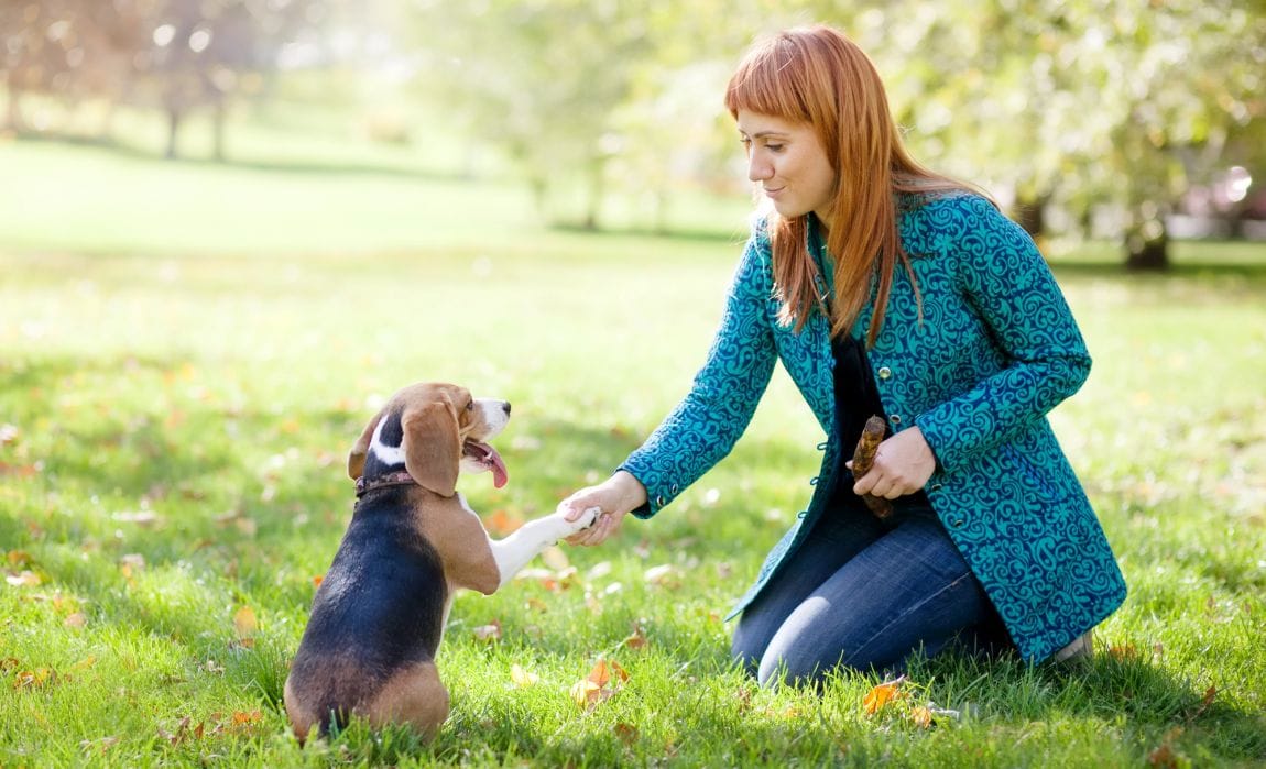 Games for Training Dogs