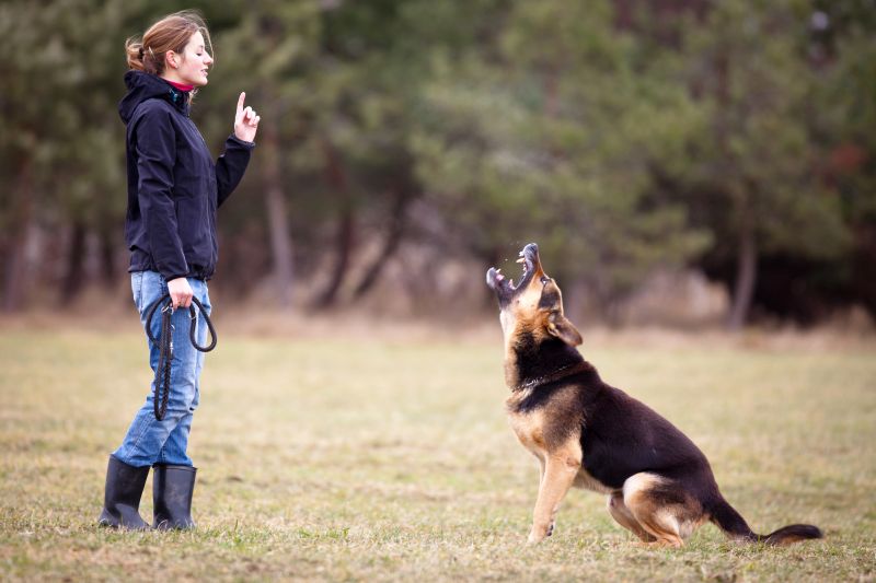 have realistic dog-training expectations