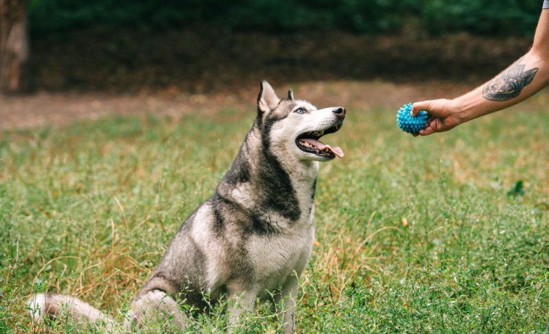 Dog Training Toys