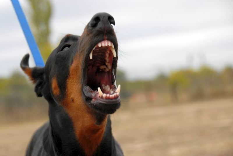 Canine Aggression Treatment