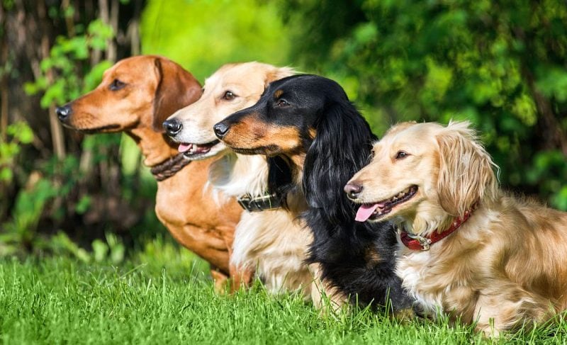 Types of Dachshunds