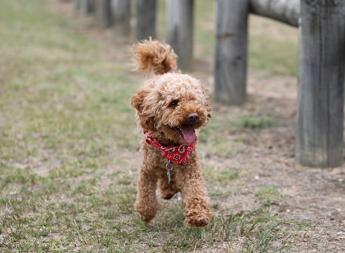 poodles are good service dogs