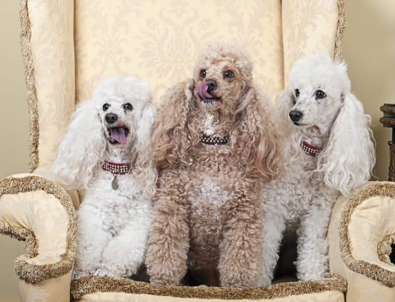 Types of poodles