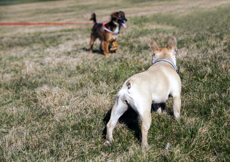 using dogs as lures