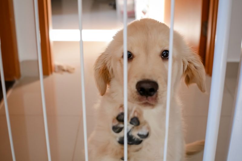 puppy gates