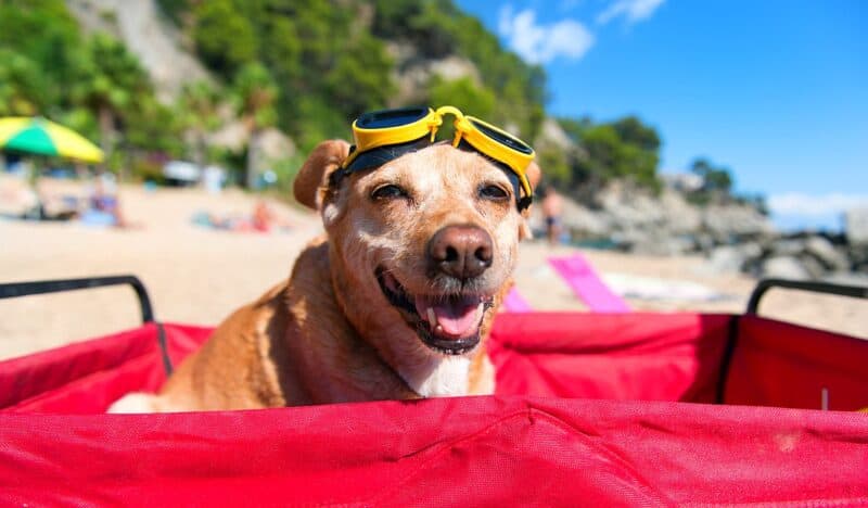 dog vacation ideas