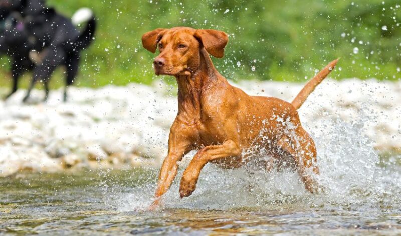 vizsla in water