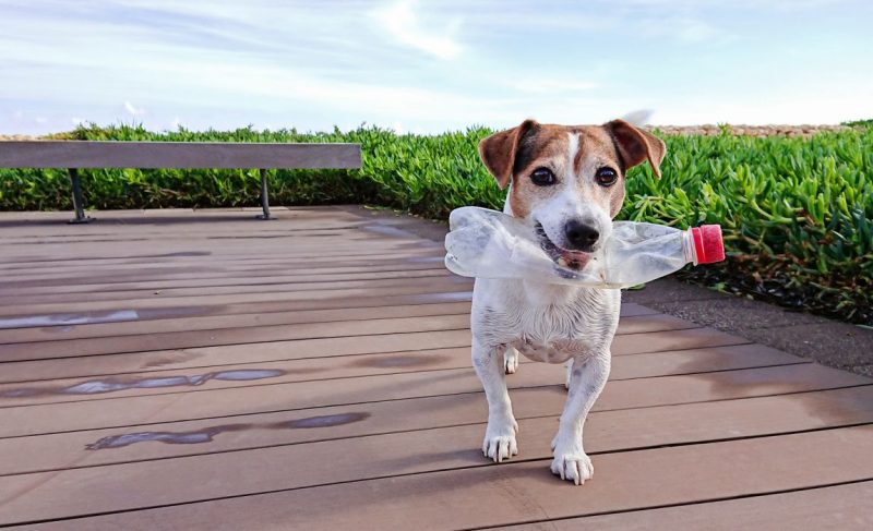 Water Bottle Toys for Dogs