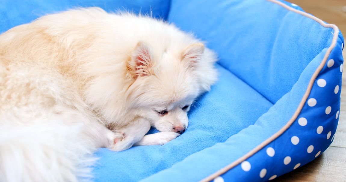 waterproof dog beds