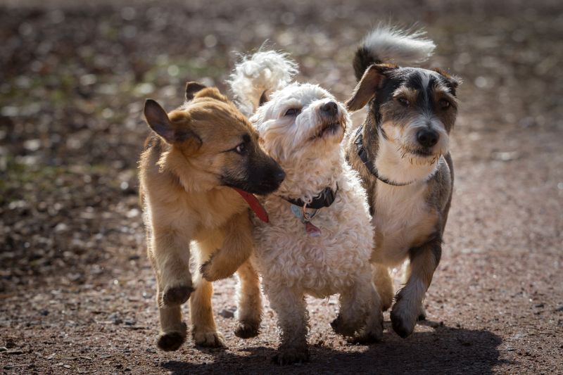 breeds with dewclaws