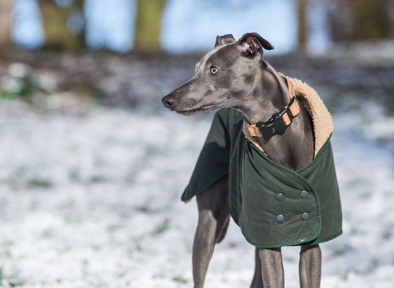 Sighthound Dog Breeds_Whippet