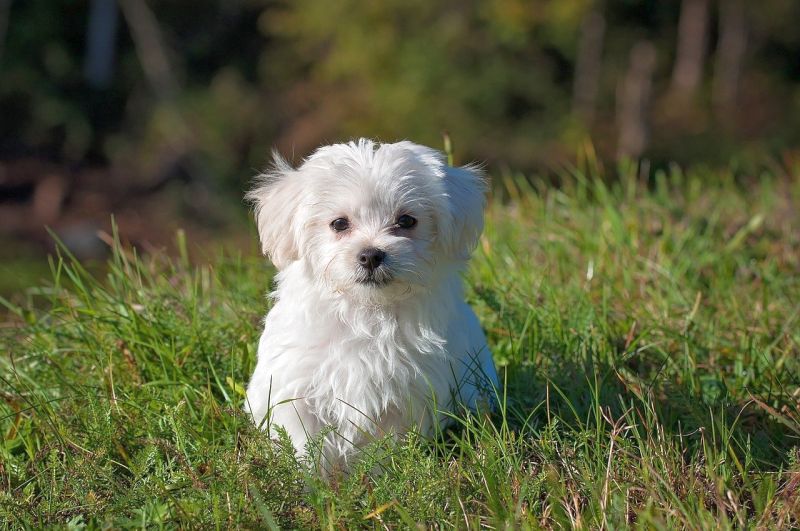 Maltese