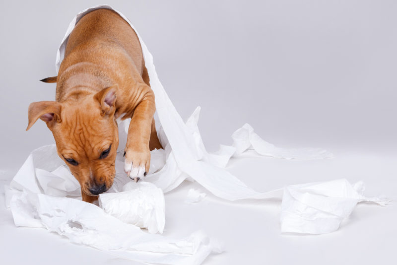 why do dogs eat toilet paper