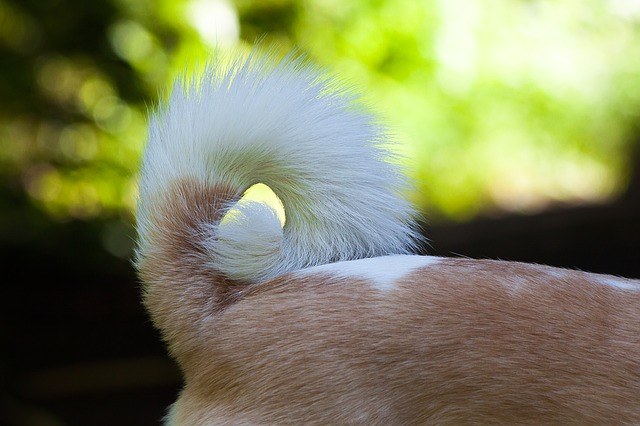 why do dogs have tails