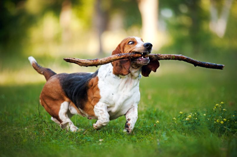 stop your dog from eating sticks