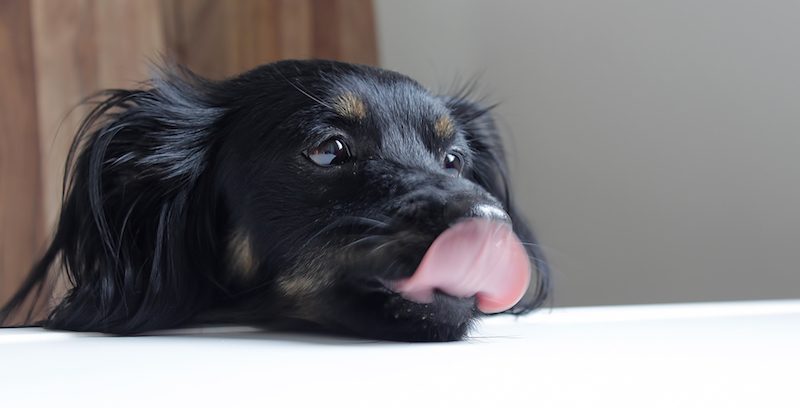 why does my dog lick carpet