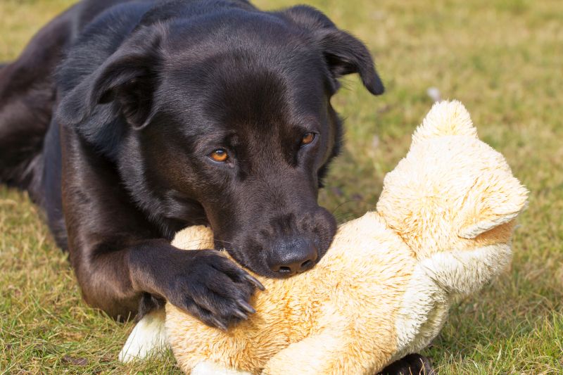 why do dogs eat the stuffing from toys