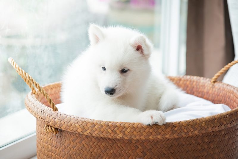 wicker-beds-for-dogs