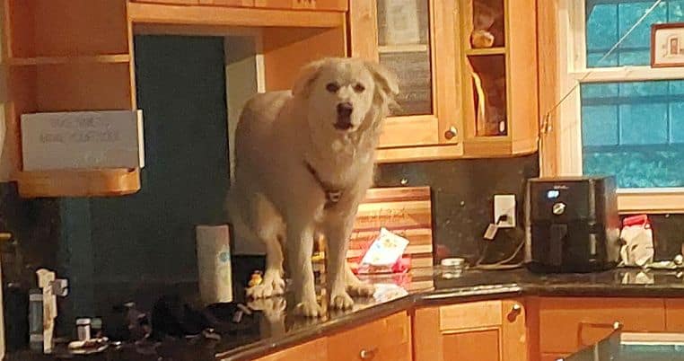 Willow on Counter