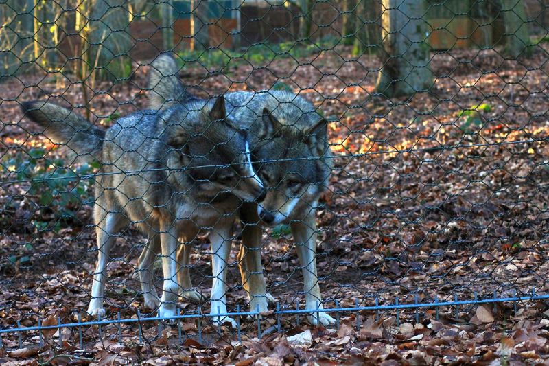 studying wolf behavior