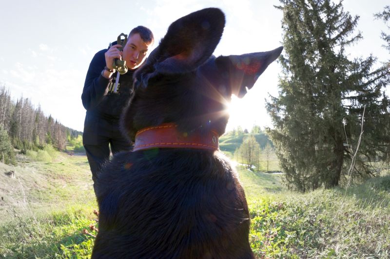 yell at dog to stop fight