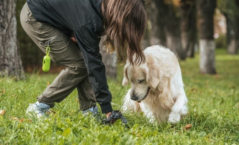 My dog ate another dog's poop