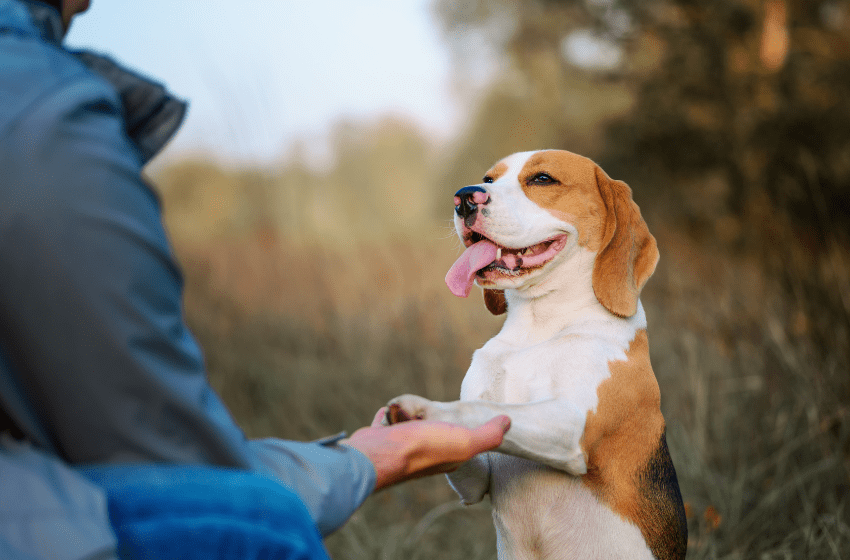 beagle training