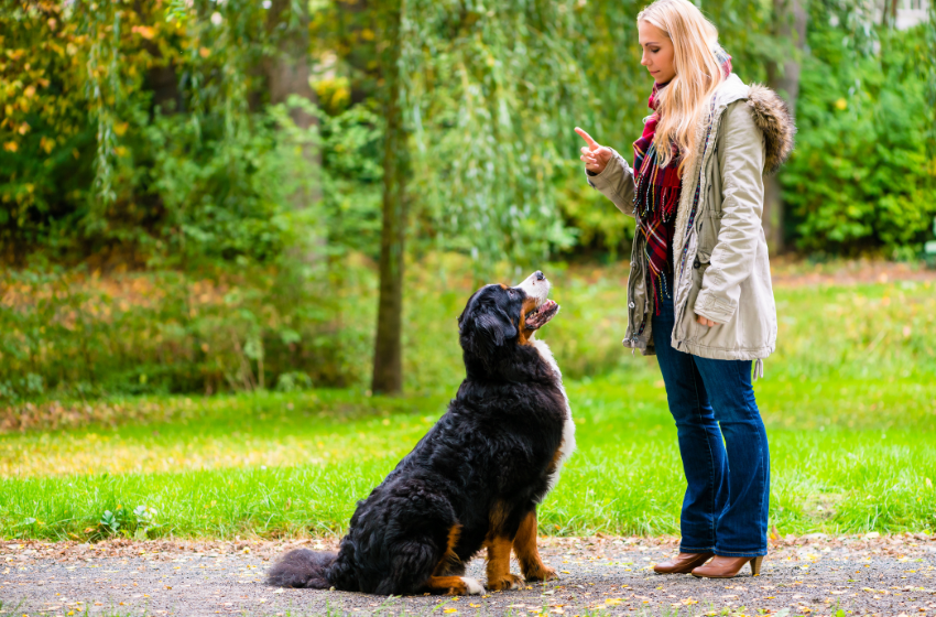 bernese mountain dog training