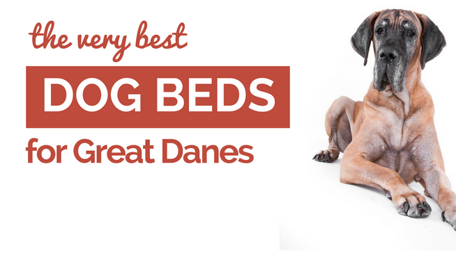 best dog beds for great danes