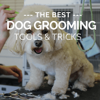 best dog grooming tools