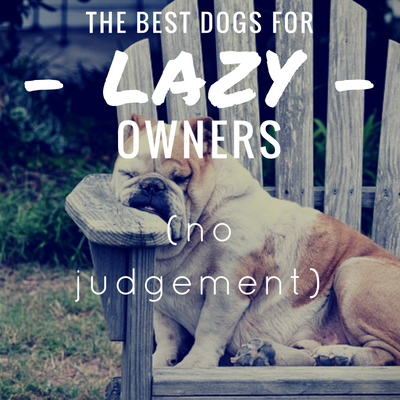 best dogs for lazy owners