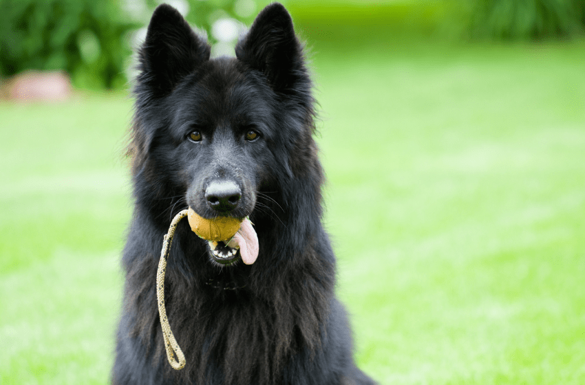 black german shep