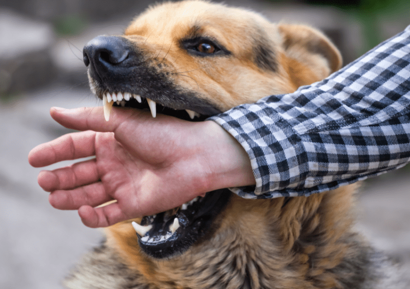 dog bite