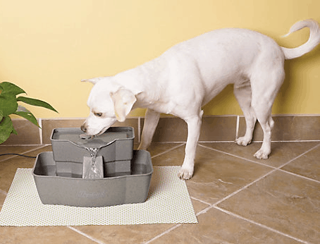 dog water fountain