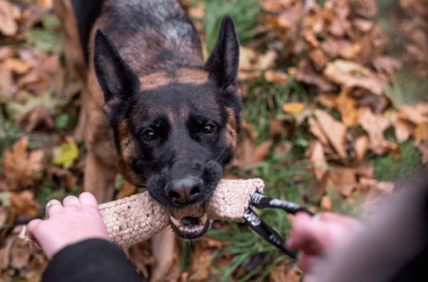 german shepehrd tug