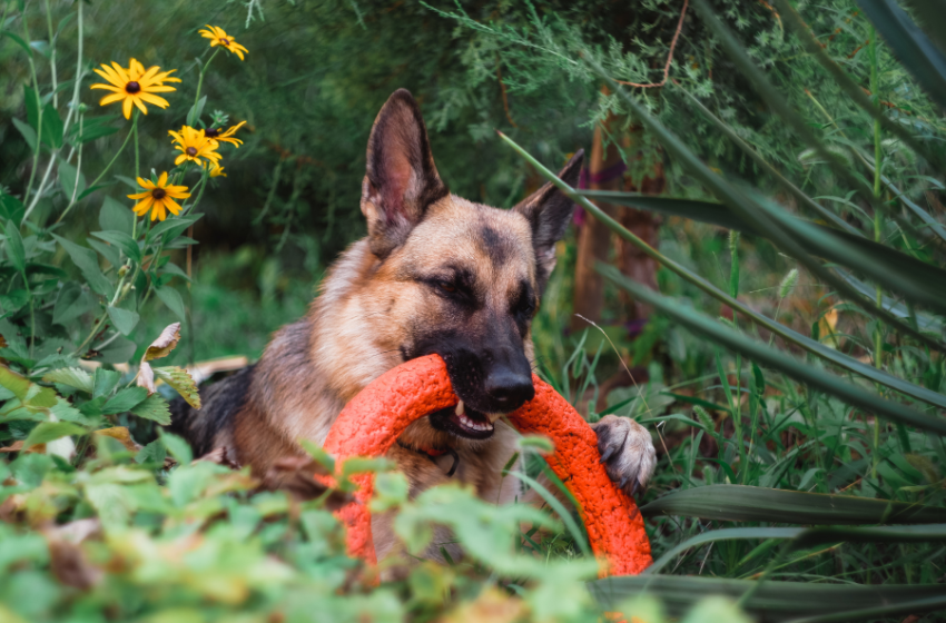 german shepherd chew ring