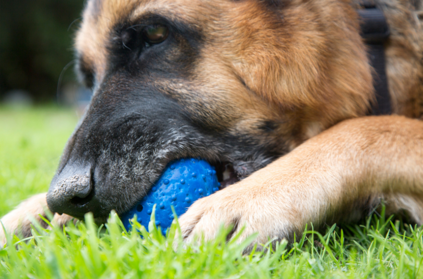 german shepherd chew toy