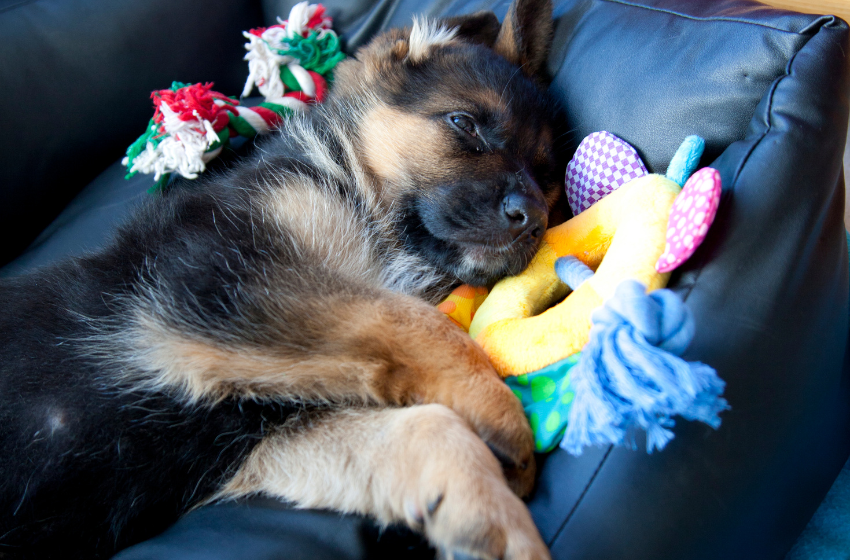 german shepherd puppy with toys