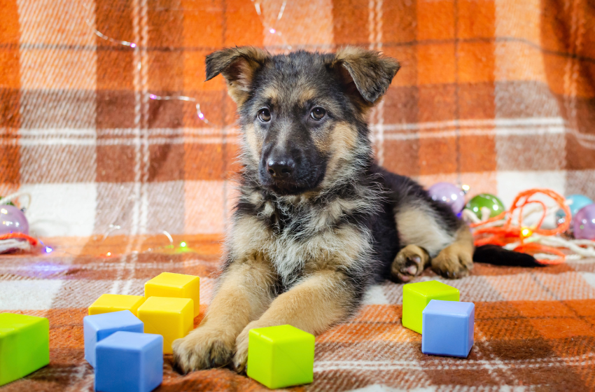 german shepherd puzzle blocks