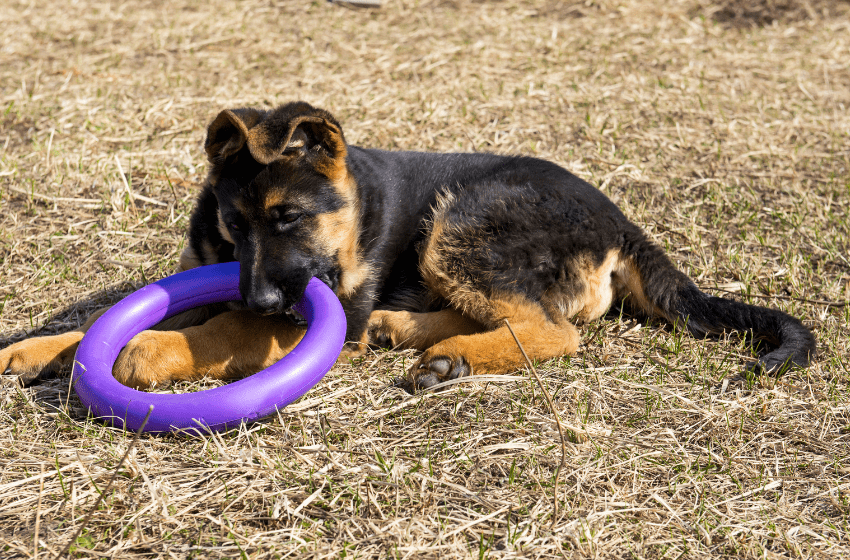 german shepherd ring toy