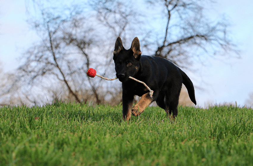 german shepherd rope fetch chew