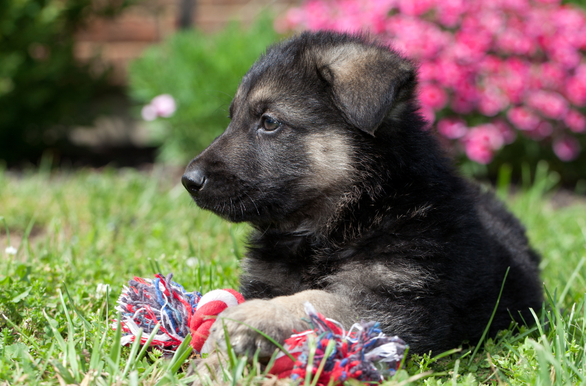 german shepherd rope toy