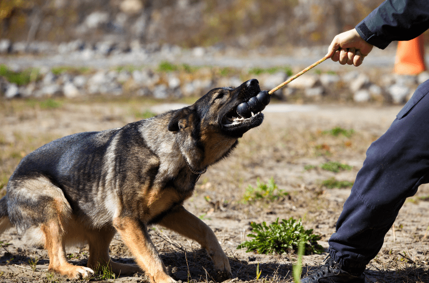 german shepherd tug