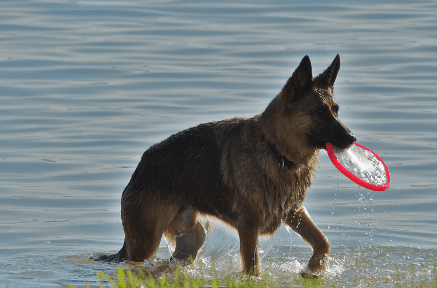 german shpeherd water frisbee