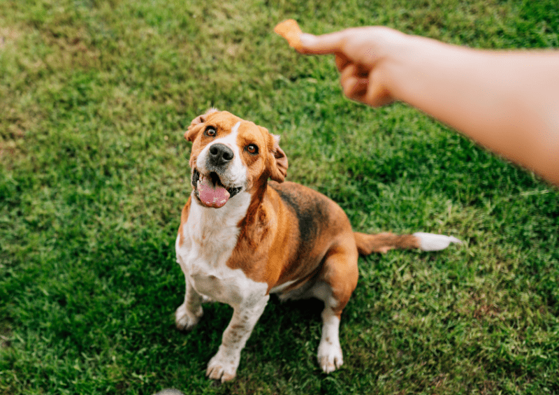 lure dog with treat