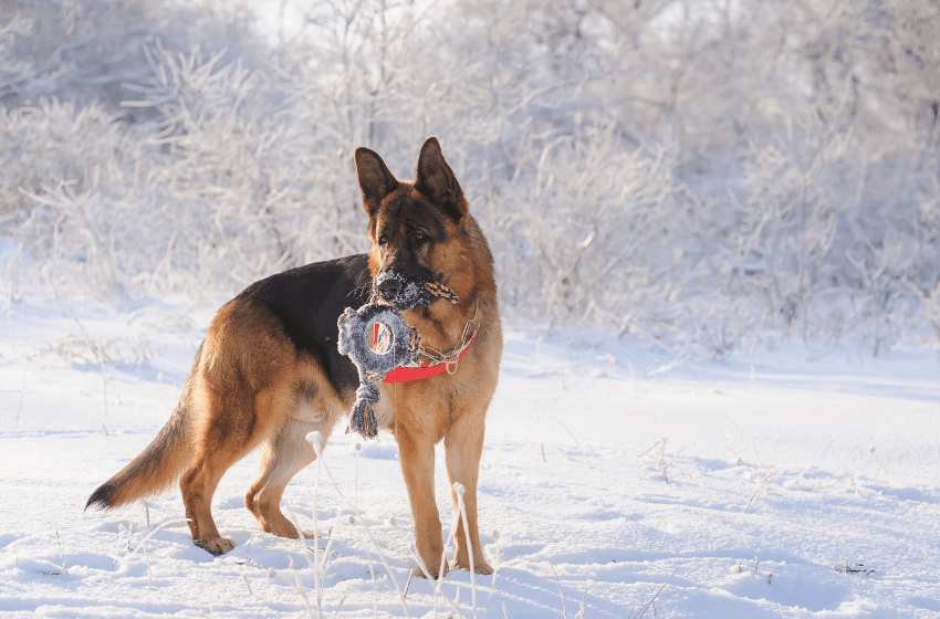 GSD snow