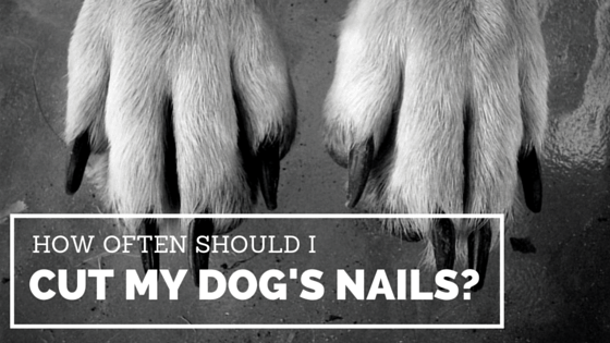 how often should I cut my dog's nails